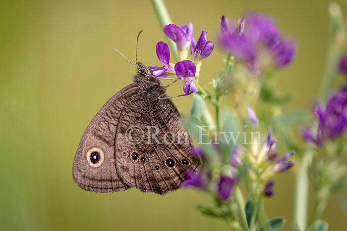 Common Wood Nymph