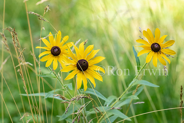 Black-eyed Susan