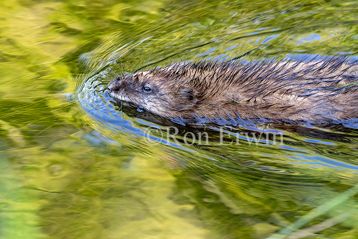 Muskrat