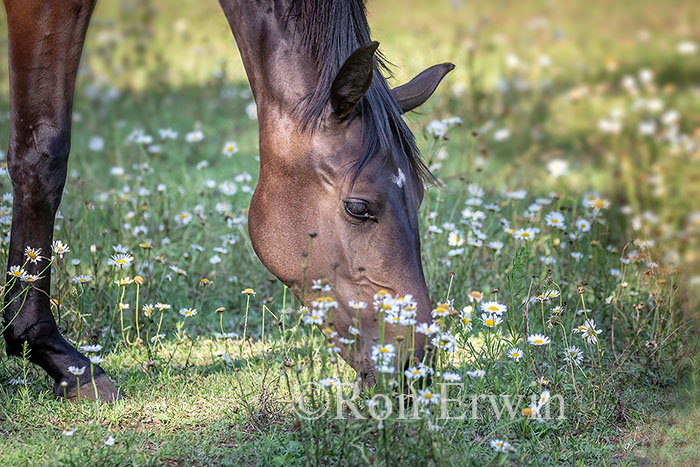 Grazing Horse