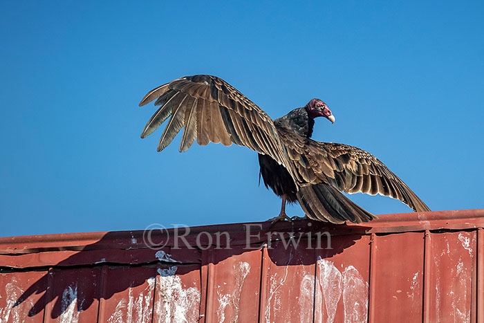 Turkey Vulture