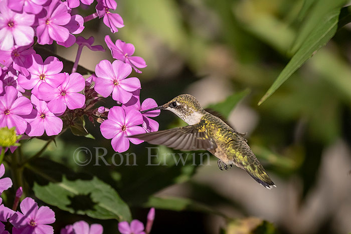 Juvenile Ruby-throated Hummingbird