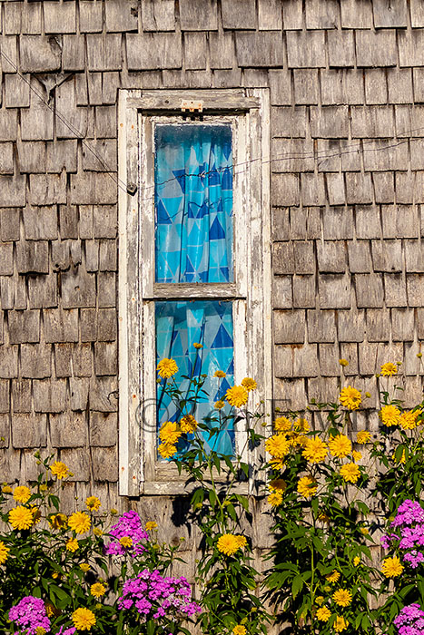 Flowers by Window