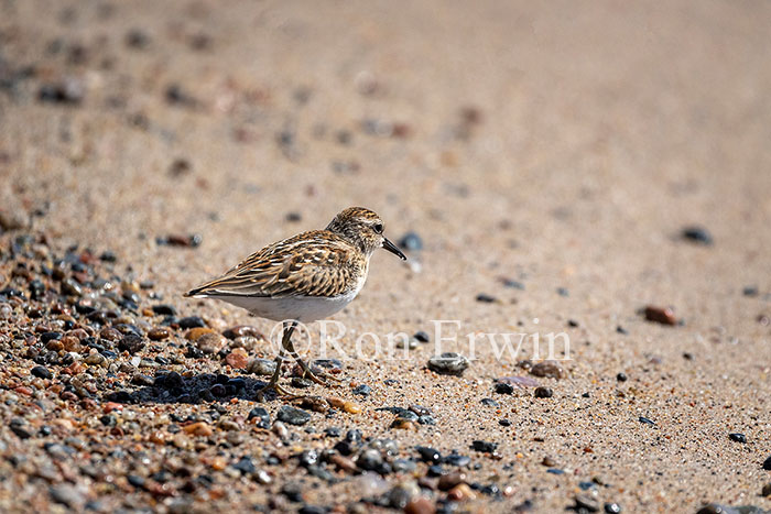 Least Sandpiper