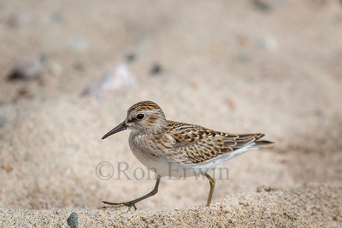 Least Sandpiper
