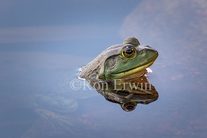 Bullfrog