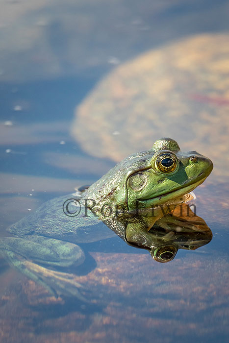 Bullfrog