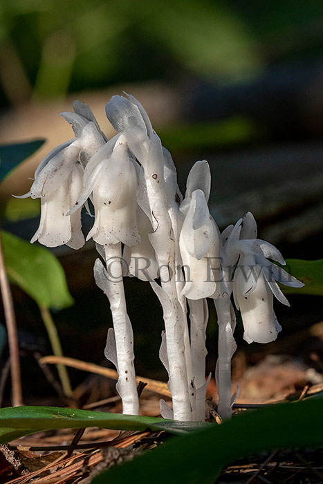 Indian Pipe