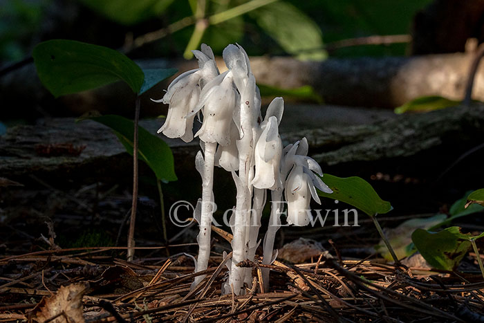 Indian Pipe