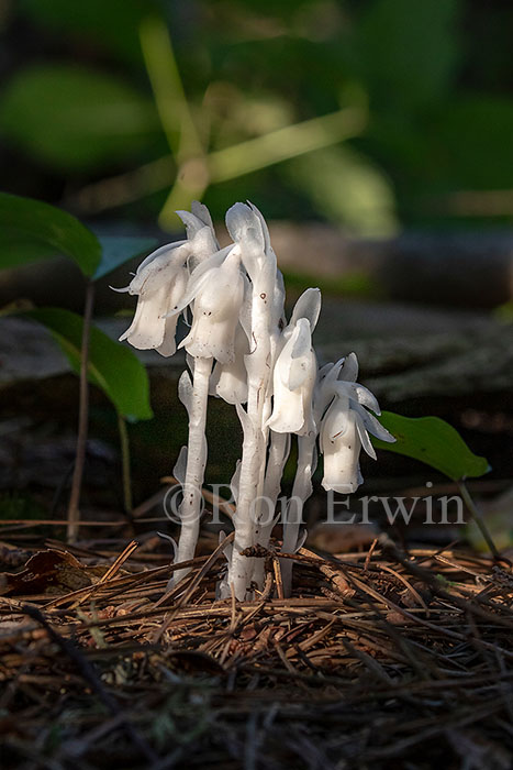 Indian Pipe