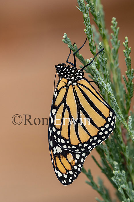 Newly Emerged Monarch