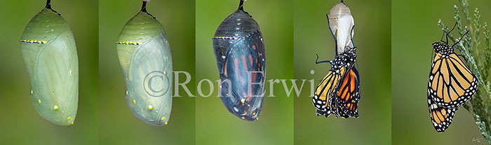 Metamorphosis