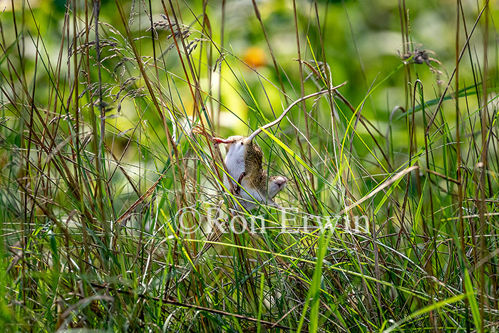 Deer Mouse