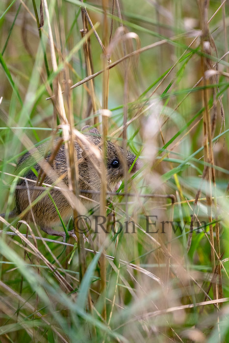 Deer Mouse