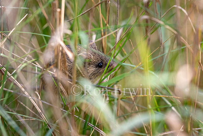 Deer Mouse