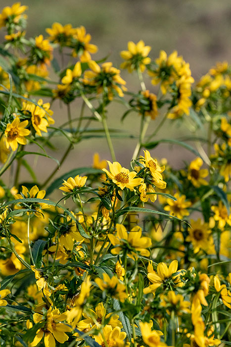 Nodding Bur-marigolds