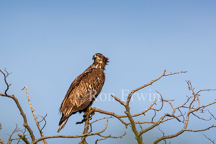 Juvenile Bald Eagle