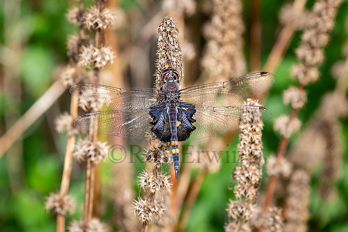 Black Saddlebags Dragonfly