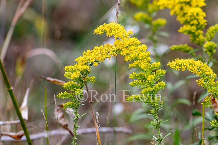 Grey Goldenrod