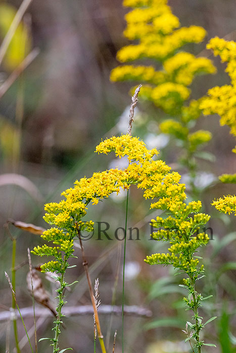 Grey Goldenrod