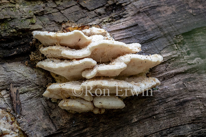 Northern Tooth Fungus