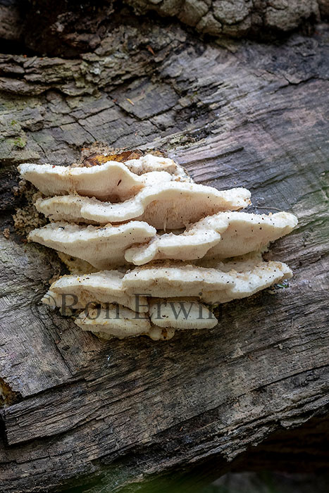 Northern Tooth Fungus