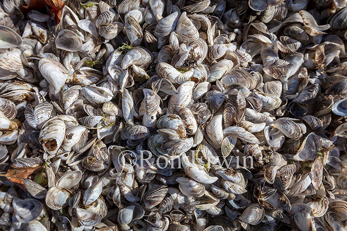 Zebra & Quagga Mussel Shells