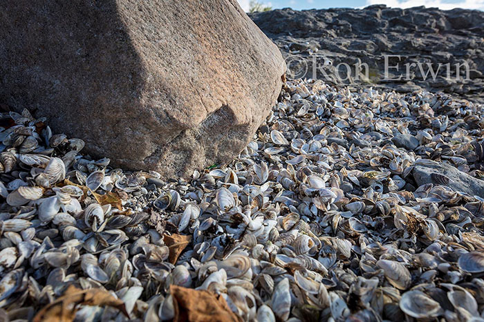 Zebra & Quagga Mussel Shells