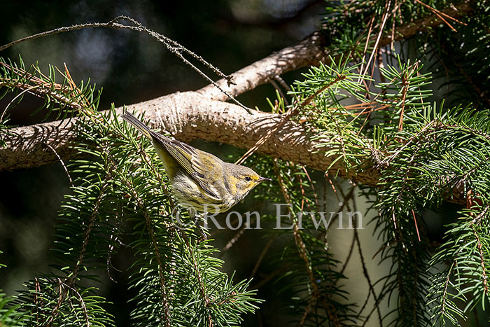 Female/Immature Cape May Warbler
