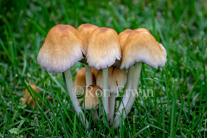Coprinus Mushrooms