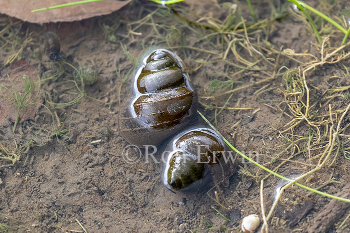 Great Pond Snail