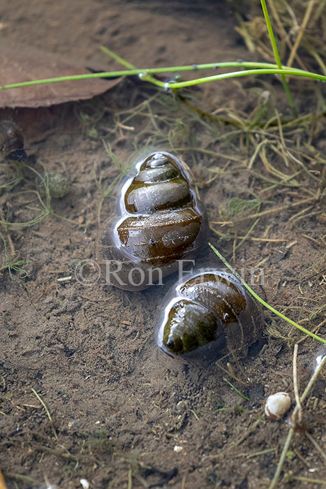 Great Pond Snail