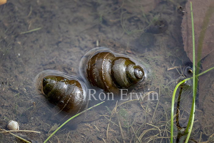 Great Pond Snail