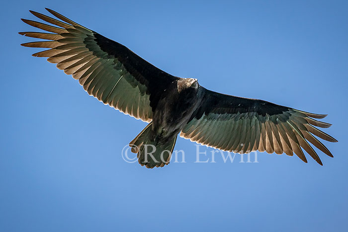 Juvenile Turkey Vulture