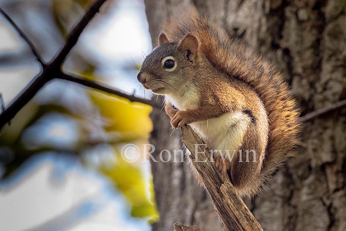 Red Squirrel