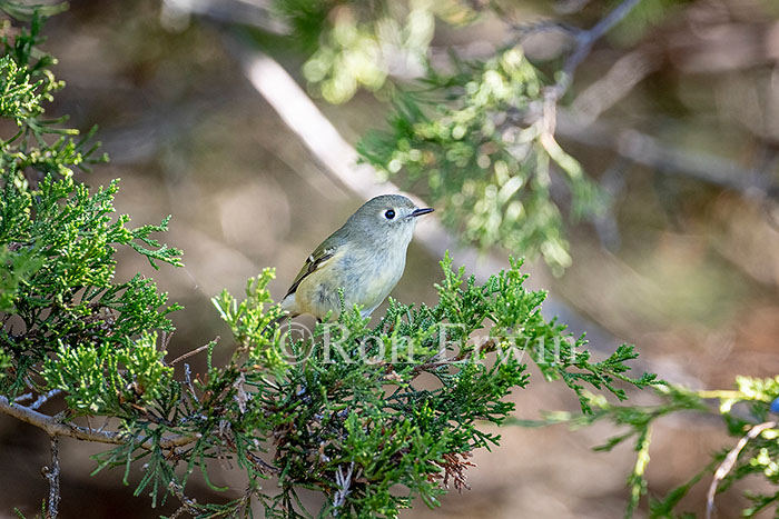 Ruby-crowned Kinglet