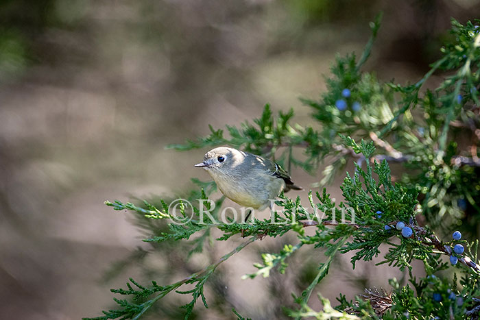 Ruby-crowned Kinglet