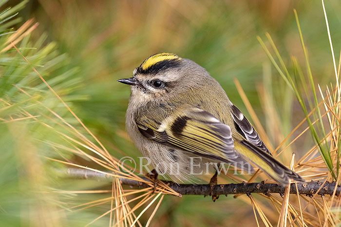 Golden-crowned Kinglet
