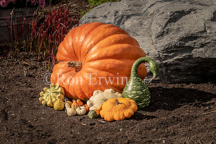 Autumn Display