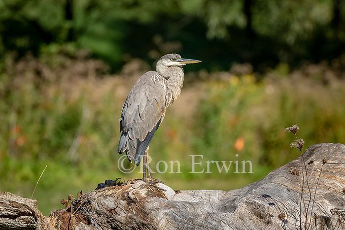 Great Blue Heron
