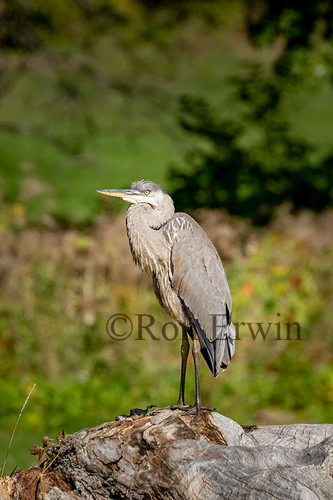 Great Blue Heron