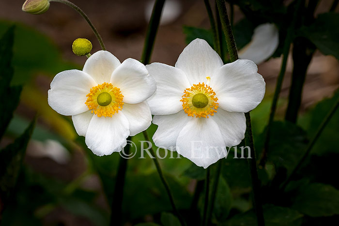 Garden Anemone