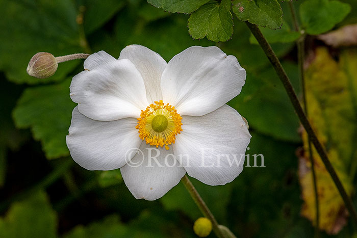 Garden Anemone