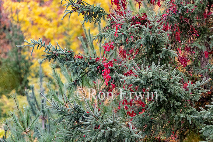 Virginia Creeper on Spruce