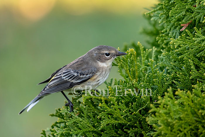 Immature Yellow-Rumped Warbler