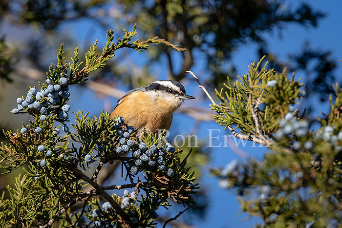 Red-breasted Nuthatch