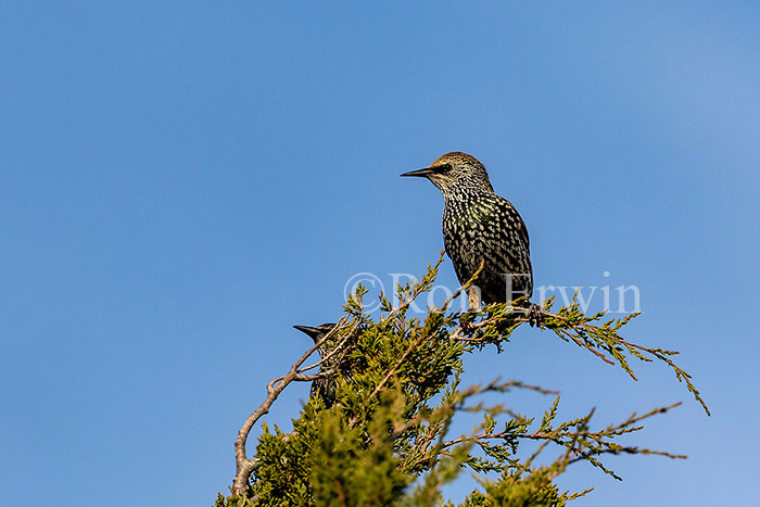 European Starling