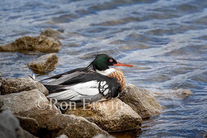 Red-breasted Merganser Male