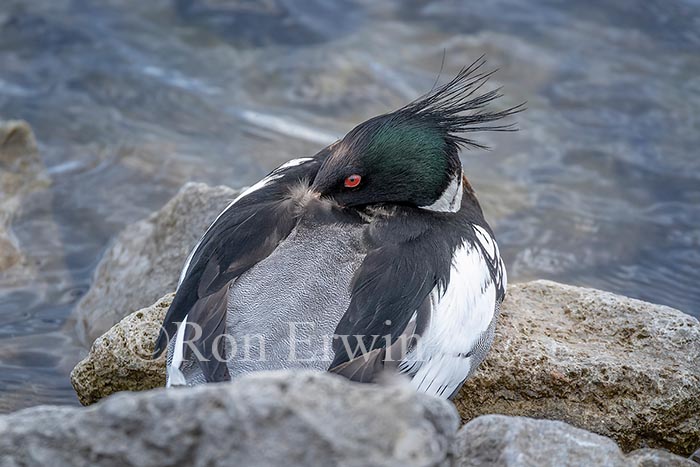 Red-breasted Merganser Male