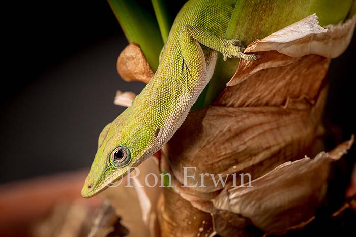 Green Anole